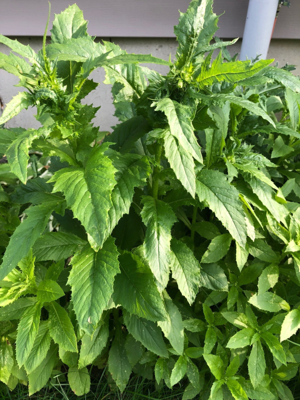 American burnweed plant