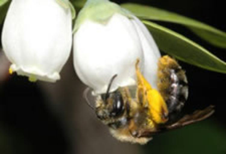 MSU has received $1.6 million from the USDA to lead a national crop pollination project. Photo courtesy of Rufus Isaacs.