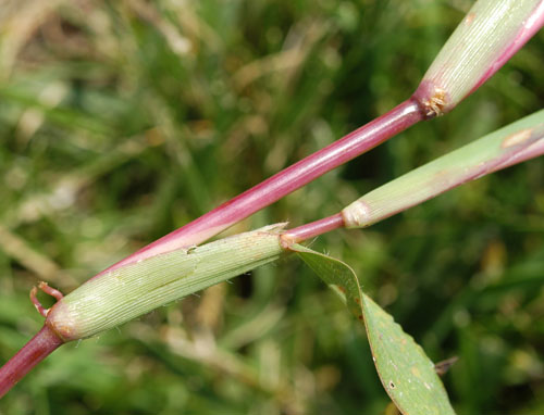 large crabgrass4.jpg