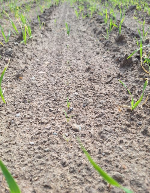 Rows of carrots emerging in small-grain windbreaks.