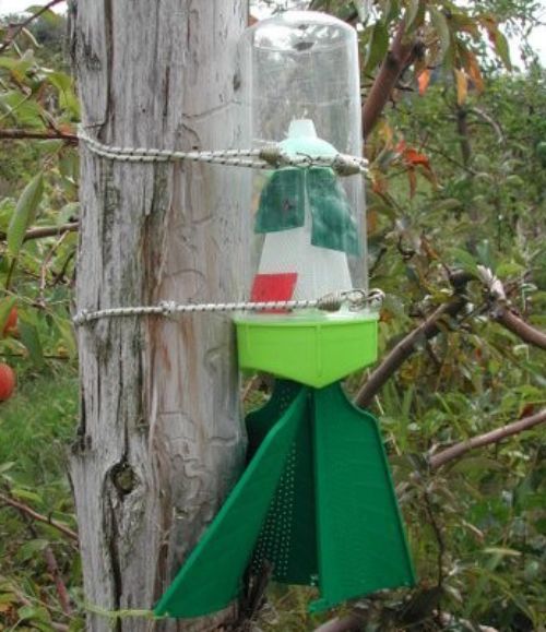 The Rescue style trap must be attached to a post or tree trunk so that the “fins” touch the post/trunk – this is to make it possible for nymphs to crawl up into the trap. Traps must be baited with a lure. Photo: Michael Haas, MSU.