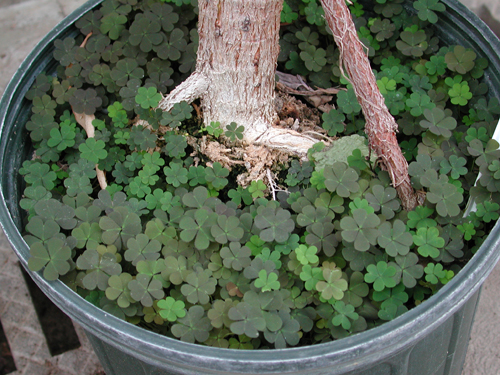 Creeping Woodsorrel6.jpg