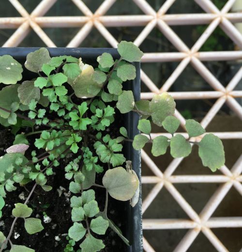 Basal leaves of hairy bittercress in a dense rosette form.