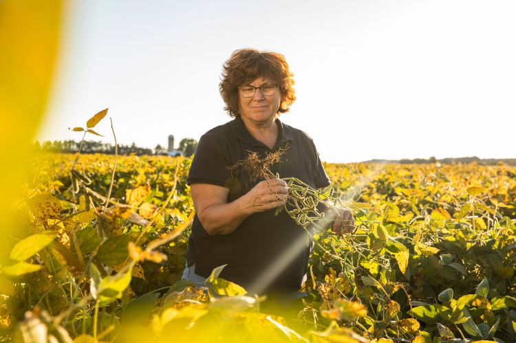 A farmer in a soybean field examining her crops.