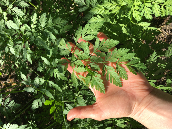 poison hemlock