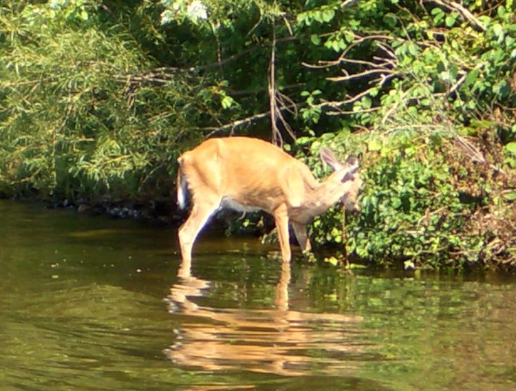 Deer with chronic wasting disease