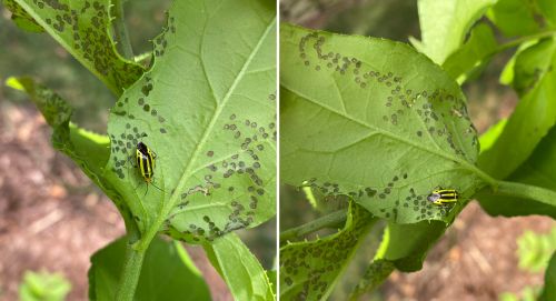 Fourlined plant bug on Deutzia sp.