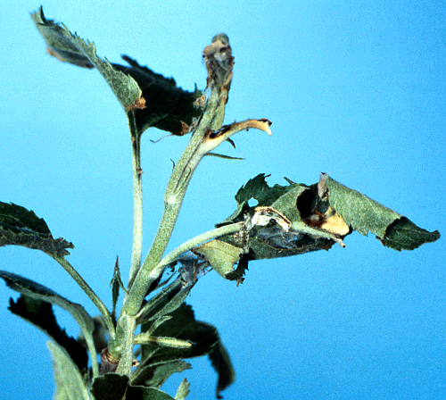  Larvae roll up leaves and hide in these shelters. 