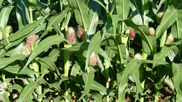 Field corn.