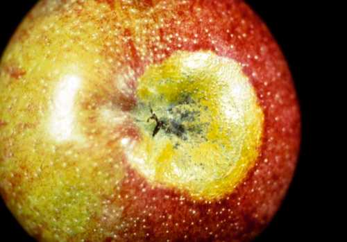 Lesions usually appear on the calyx end and are a bit larger and slightly raised compared to those on leaves. 