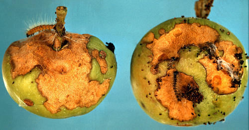 Damaged fruit.