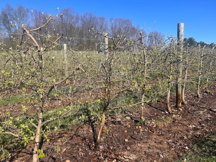 For decorative purposes.