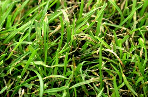 gray leaf spot 2.jpg