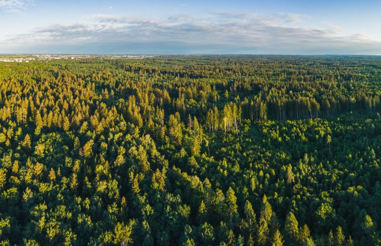 An aerial view of a forest with a partly cloudy sky in the background.