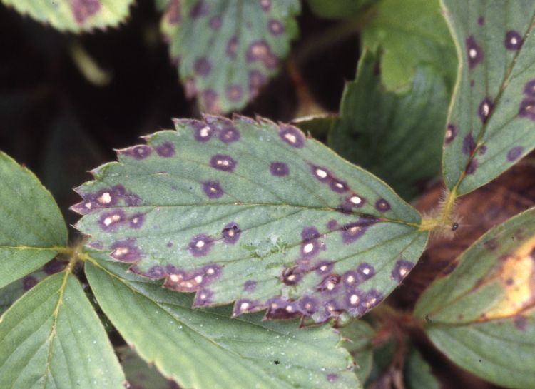 Common leaf spot on strawberry leaves. All photos by Annemiek Schilder, MSU