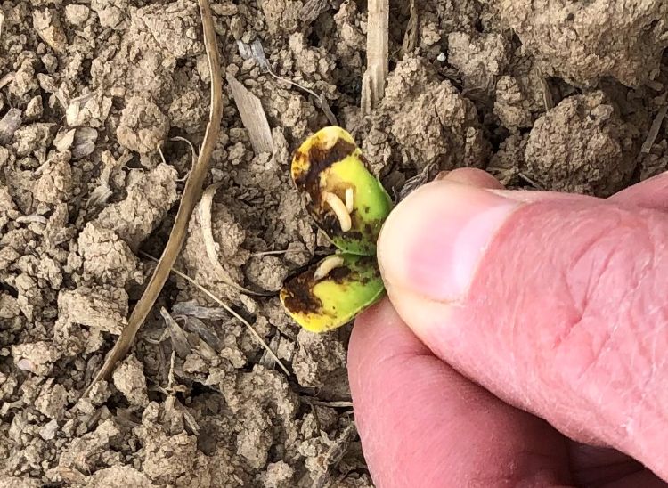 Seed corn maggots feeding on soybean.