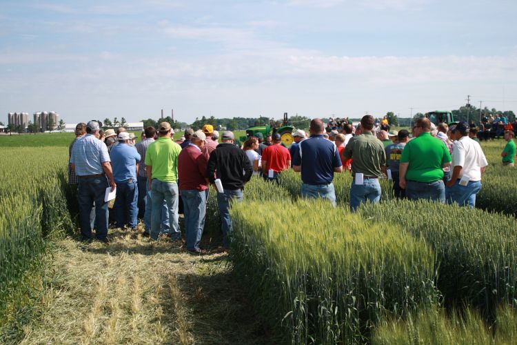 A large group of farmers and agricultural professionals stand in a wheat field during a field day event, listening to a speaker near farm equipment.