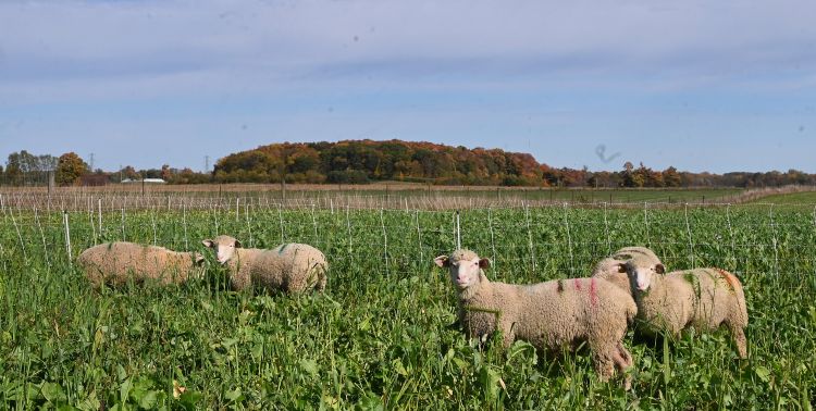 white sheep in a green pasture