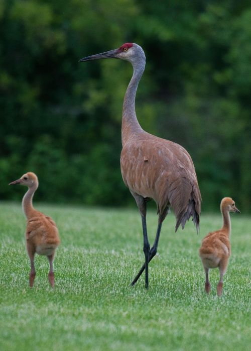 A sandhill crane adult walking with two babies on either side.