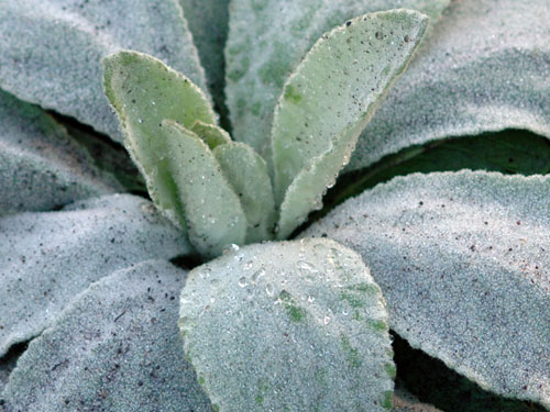  Common Mullein3.jpg 