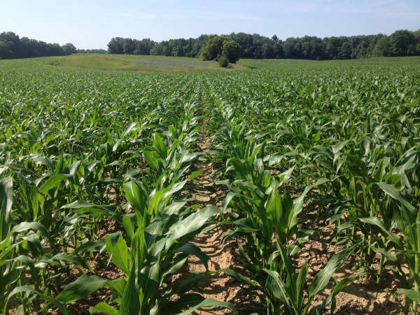 corn field