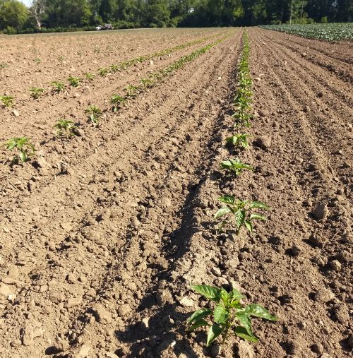 bare ground peppers freshly cultivated