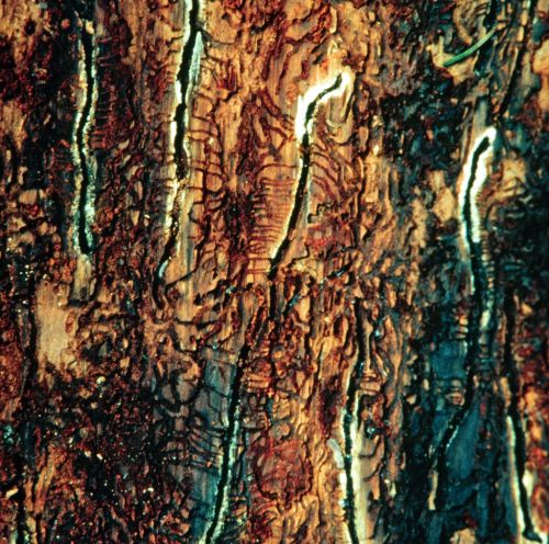 Pine shoot beetle egg and larval galleries. Photo credit: USDA Forest Service - Northeastern Area Archive, Bugwood.org