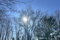 winter trees with sun shining through