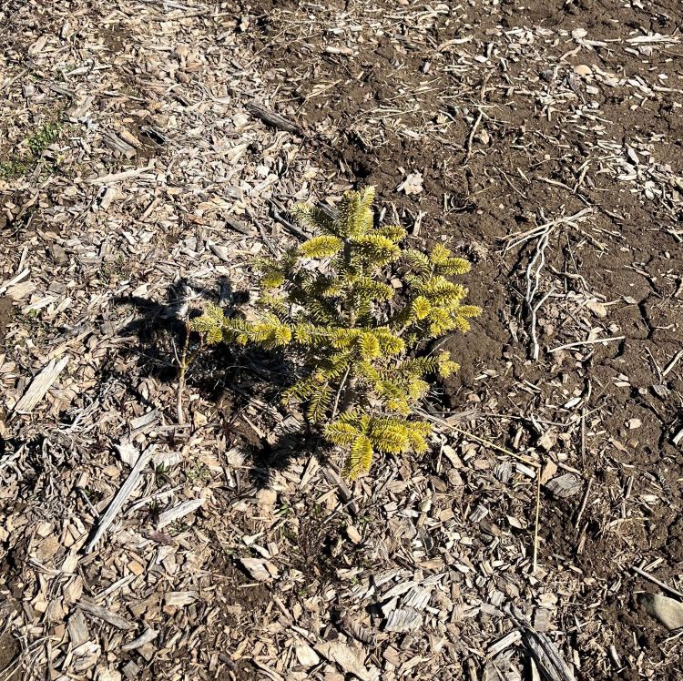 A Christmas tree transplant with yellowing needles.