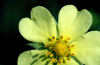 Shrubby cinquefoil