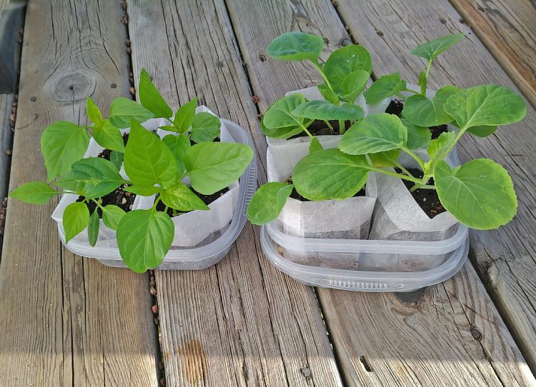 Plants in a shady spot