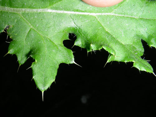  canada thistle6.jpg 