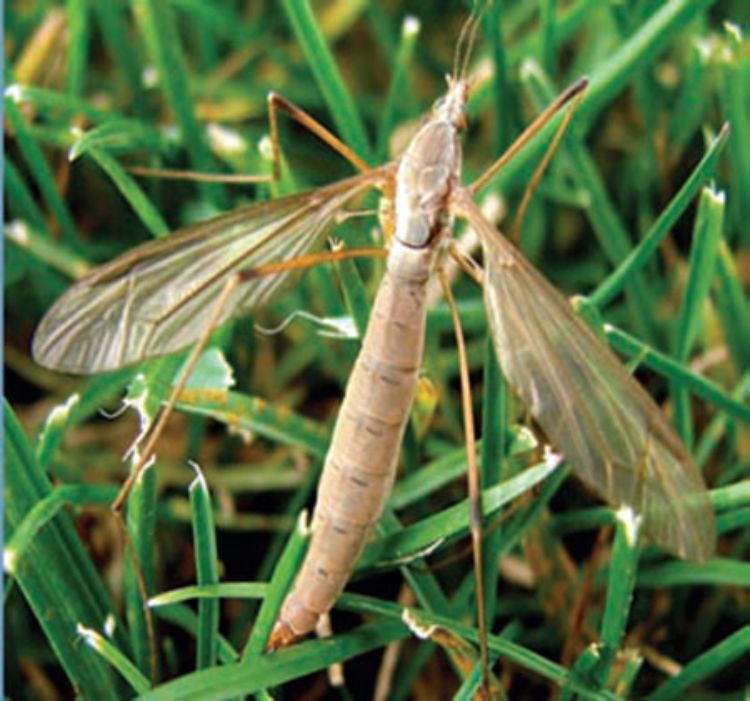 European crane fly adult. Photo credit: Dave Shetlar, OSU