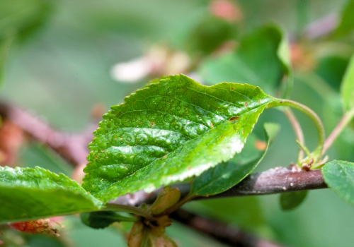  Stunted, wavy leaves develop chlorotic spots, lines or rings. 