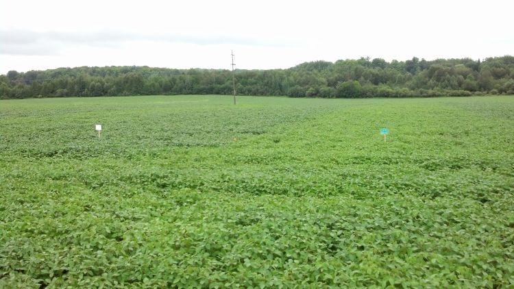 A gypsum treated plot (left) alongside an untreated control plot (right). Photo credit: James DeDecker, MSU Extension