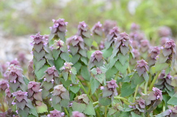 Purple deadnettle plant