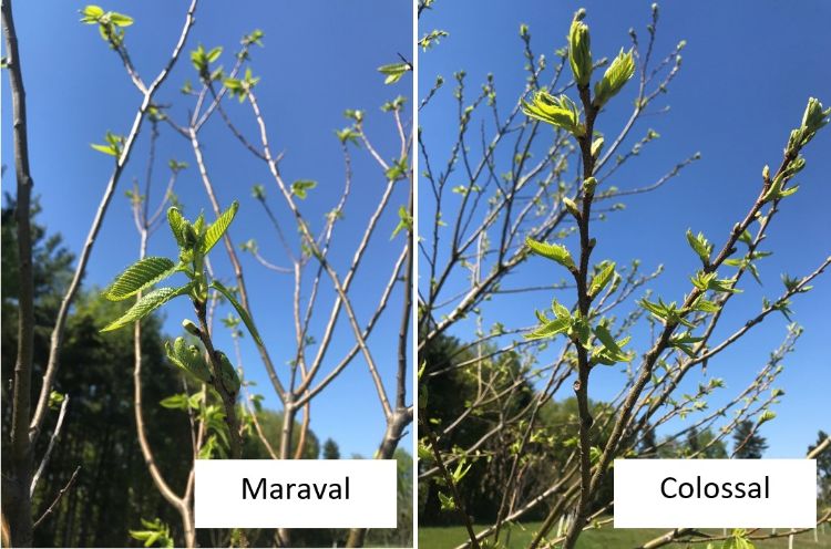 Chestnuts at bud stage.