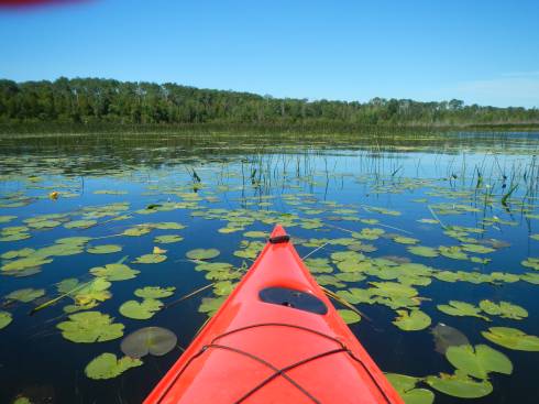 A red kayak glides through a bed of aquatic plants on a calm lake.