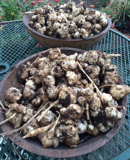 Jerusalem artichoke tubers. Photo: Dixie Sandborn, MSU Extension.