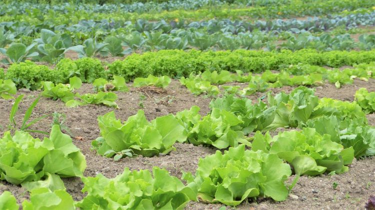 Variety of vegetables growing in a field