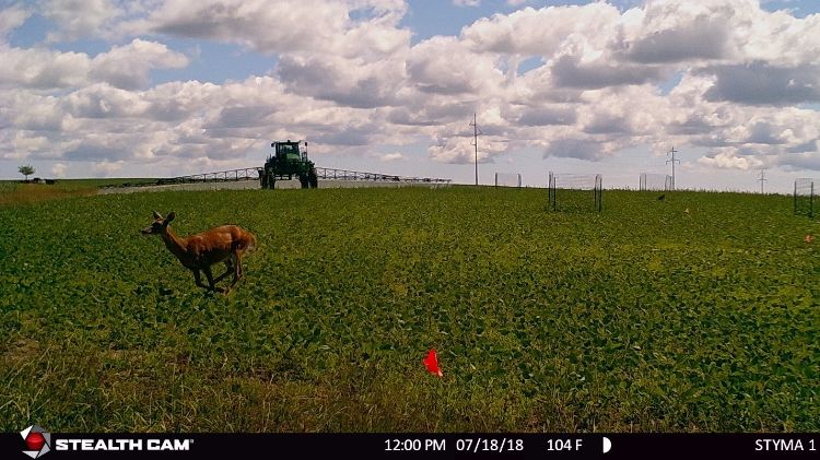 Deer in corn field