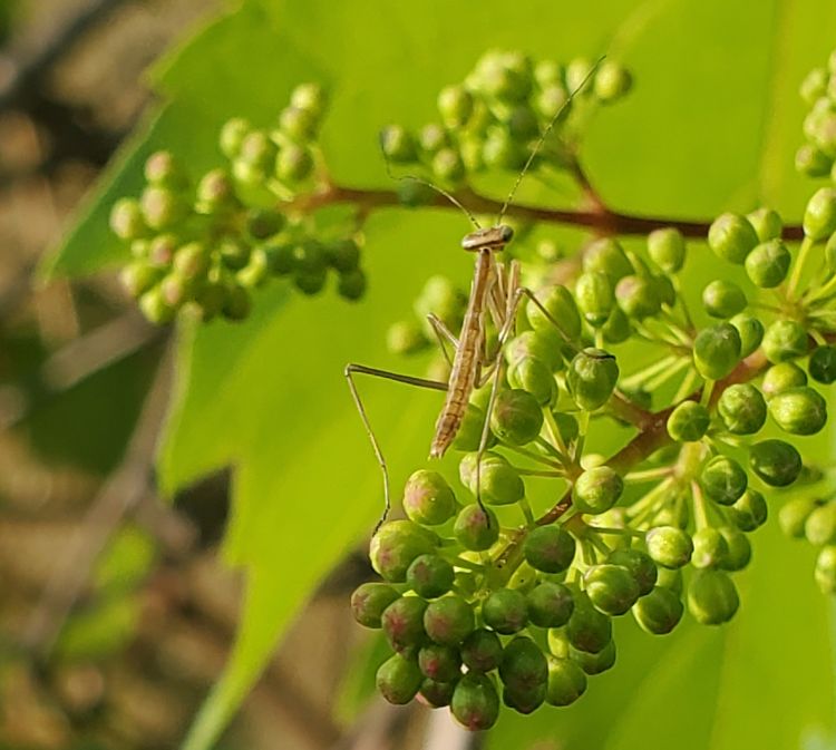 closeup of juvenile grapes