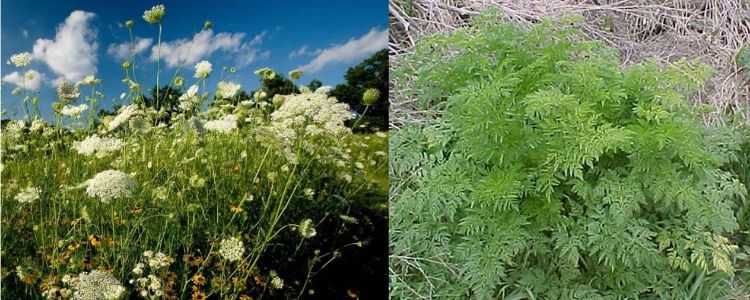 Wild carrot and poison hemlock