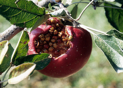  Multi-colored Asian lady beetles may feed on overripe or previously damaged fruits. 