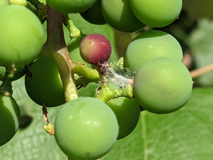 A red grape berry with webbing, indicating infestation by a first-generation grape berry moth larva. Photo by Rufus Isaacs, MSU.