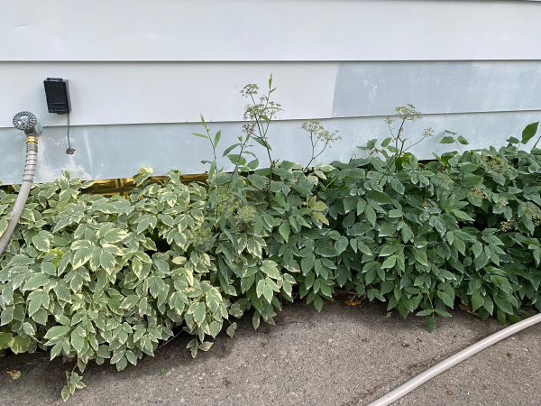 Goutweed plants