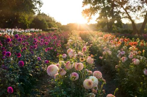 Dahlias in a cut flower field.