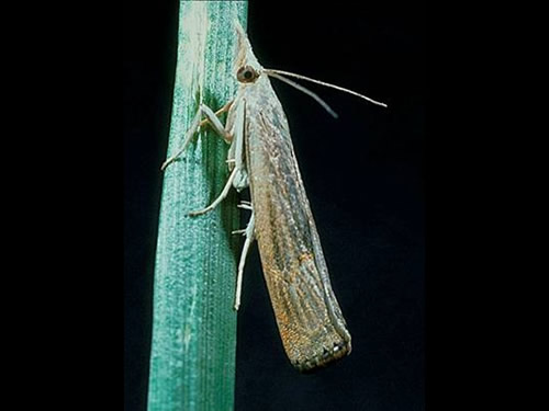 Sod Webworm Moth 