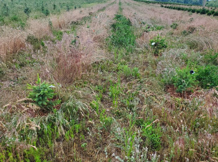 Christmas tree field highly infested with weeds.