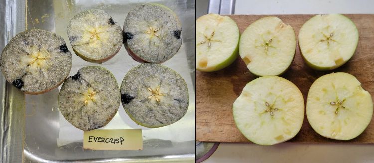 Cross-sections of apples that have been stained blue with iodine, and some with watercore damage.